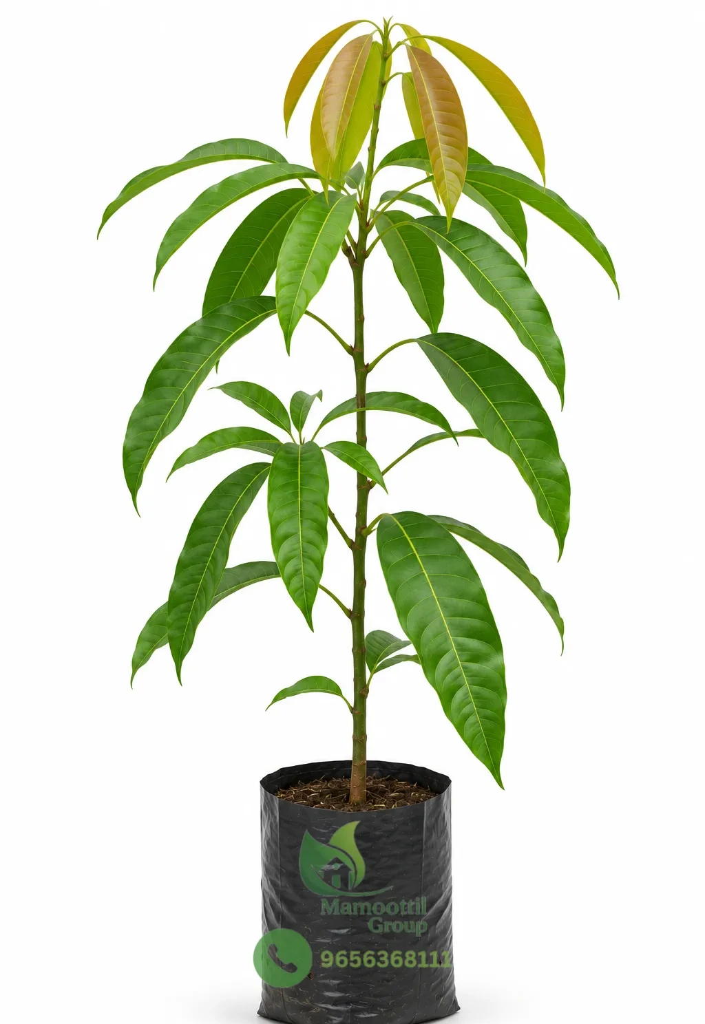 Mango Sapling